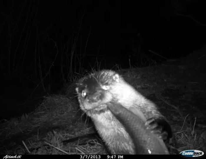 Вы заметили? 14 забавных кадров с животными, которые случайно попали в фотоловушки